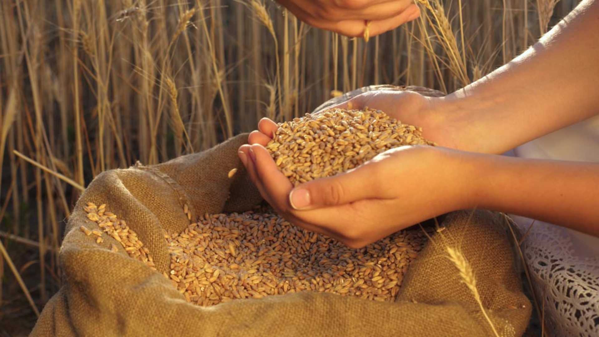 Grano italiano per prodotti bakery autentici | DiBi Group